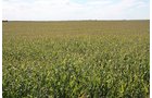 Property photo 96 - LAND AUCTION, 3255+/- Acres offered in 13 Tracts